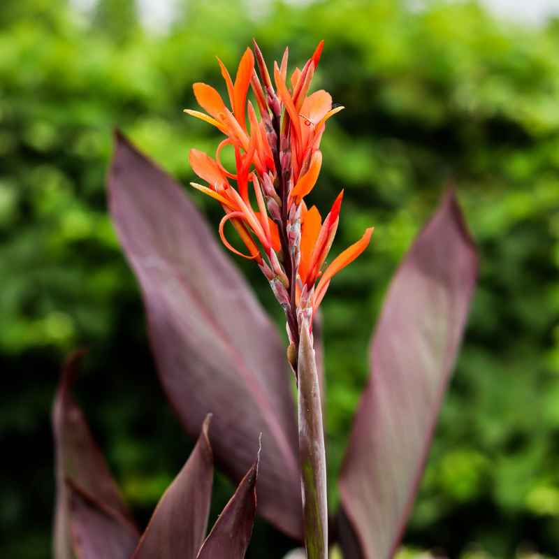 How Many Canna Bulbs Should I Plant Together