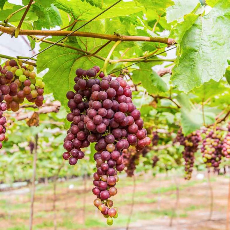 How Many Grape Plants To Grow For The Backyard Gardener