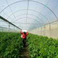 How Many Plants Can A Commercial Grower Have In Oklahoma?