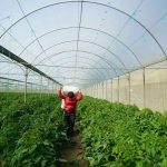 How Many Plants Can A Commercial Grower Have In Oklahoma?