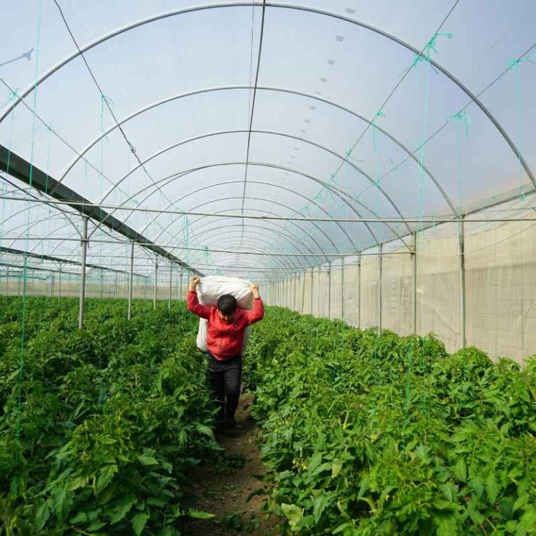 How Many Plants Can A Commercial Grower Have In Oklahoma?