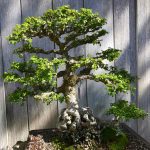 How Much Humidity Does A Chinese Elm Bonsai Tree Need