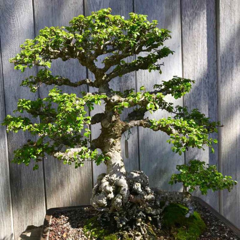 How Much Humidity Does A Chinese Elm Bonsai Tree Need