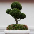 How Often Should You Water A Kingsville Boxwood Bonsai?