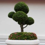 How Often Should You Water A Kingsville Boxwood Bonsai?