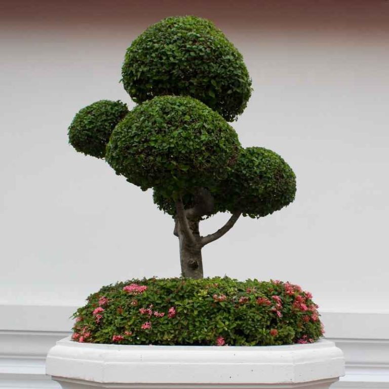 How Often Should You Water A Kingsville Boxwood Bonsai?