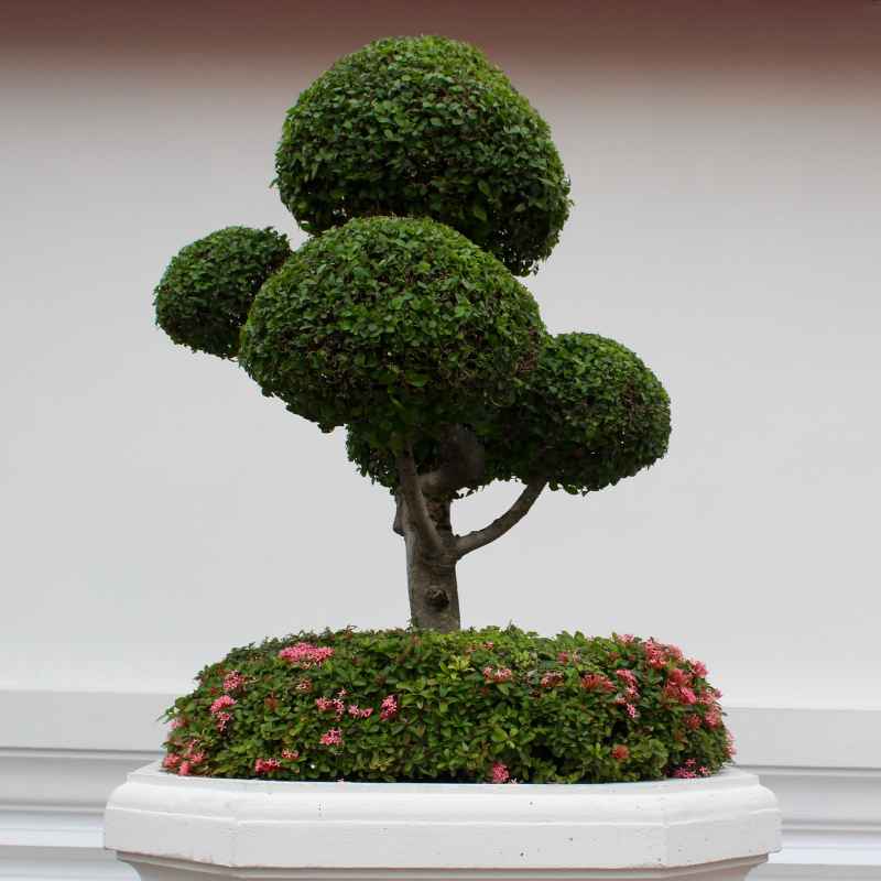 How Often Should You Water A Kingsville Boxwood Bonsai?