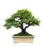 How Often Should You Water A Picea Mariana Bonsai Tree