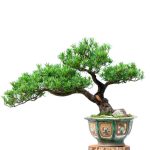 How Often Should You Water A Pinus Aristata Bonsai Tree