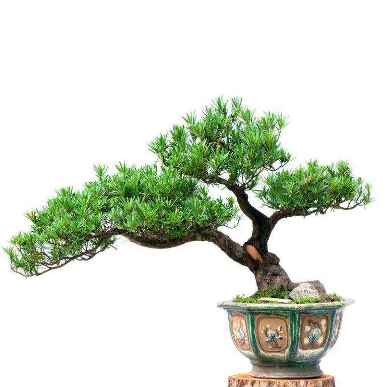How Often Should You Water A Pinus Aristata Bonsai Tree
