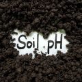 How Soil Ph Affects Plant Health And Nutrient Availability