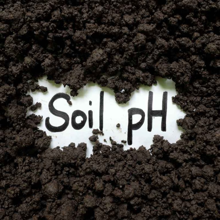 How Soil Ph Affects Plant Health And Nutrient Availability