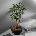 How To Care For A Dwarf Schefflera Umbrella Tree Bonsai