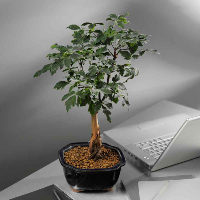 How To Care For A Dwarf Schefflera Umbrella Tree Bonsai
