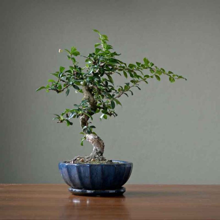 How To Care For A Haematoxylum Campechianum Bonsai Tree