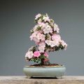 How To Find Naturally Occurring Bonsai Trees In Florida