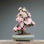 How To Find Naturally Occurring Bonsai Trees In Florida