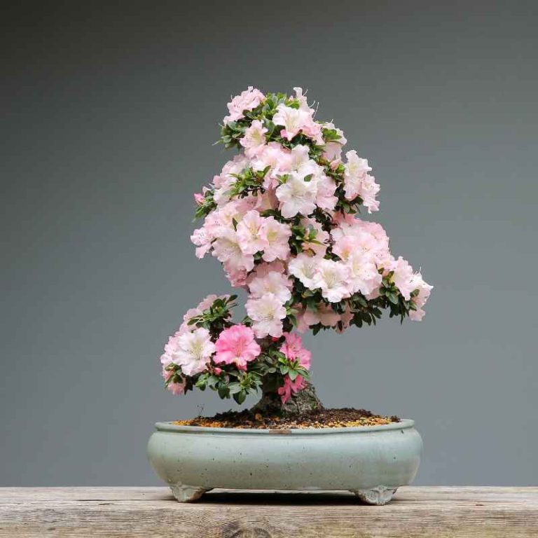 How To Find Naturally Occurring Bonsai Trees In Florida