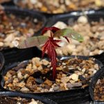 How To Germinate Hemerocallis Lily Seeds For Bonsai Growth