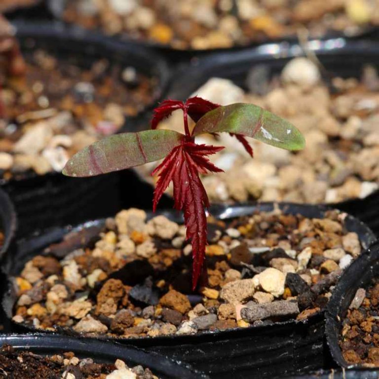 How To Germinate Hemerocallis Lily Seeds For Bonsai Growth