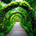 How To Get Discount Tickets For Sandwich Botanical Gardens