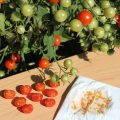 How To Get Free Tomato Seeds From Gardeners World Today