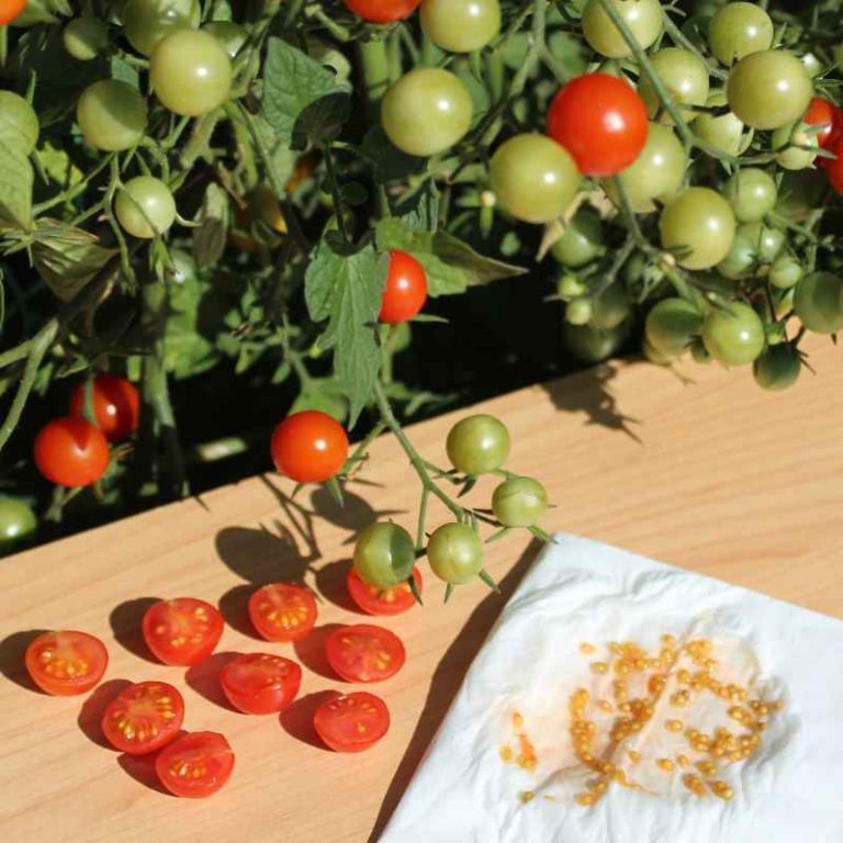 How To Get Free Tomato Seeds From Gardeners World Today