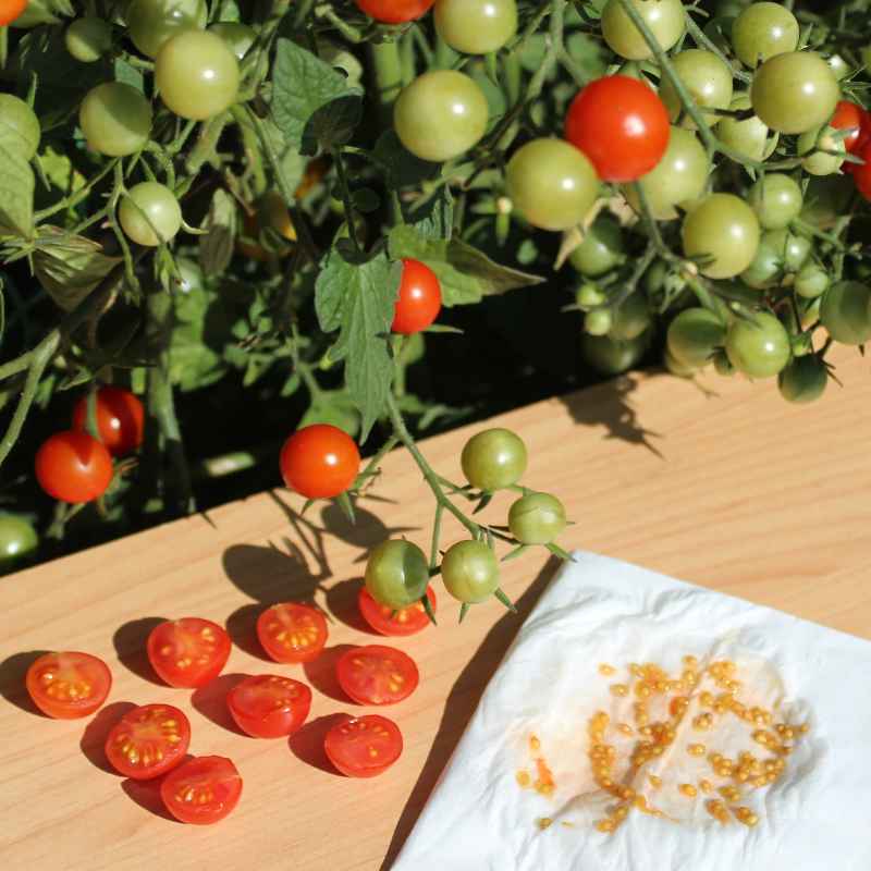 How To Get Free Tomato Seeds From Gardeners World Today
