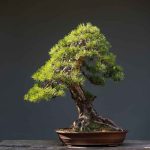 How To Make Chorus Fruit Grow Faster With A Bonsai Pot