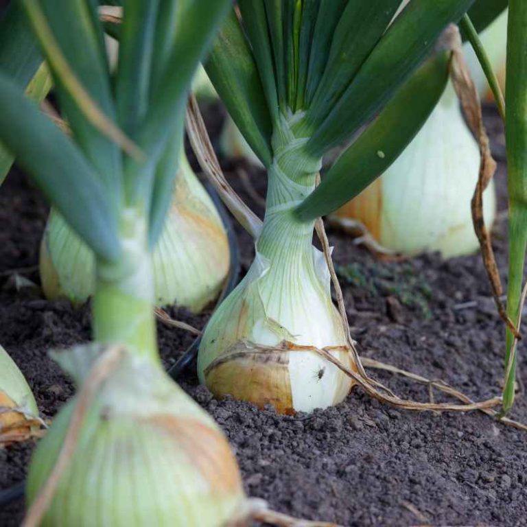 How To Plant Onions The Fine Gardening Magazine Way