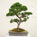 How To Prune Azalea Bonsai And Grow Tertiary Branches