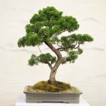 How To Prune Azalea Bonsai And Grow Tertiary Branches