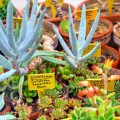 How To Read Plant Labels From The Huntington Botanical Gardens