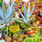 How To Read Plant Labels From The Huntington Botanical Gardens
