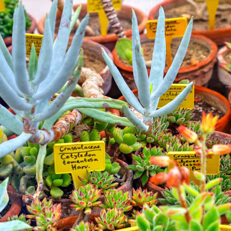 How To Read Plant Labels From The Huntington Botanical Gardens
