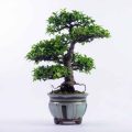 How To Revive A Money Tree Bonsai With A Squishy Trunk