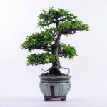 How To Revive A Money Tree Bonsai With A Squishy Trunk