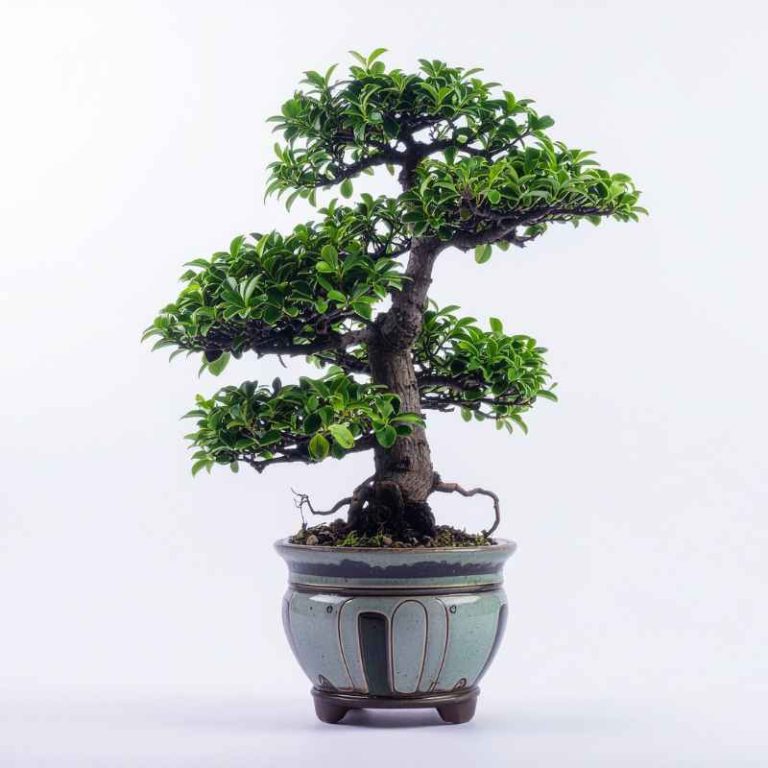 How To Revive A Money Tree Bonsai With A Squishy Trunk