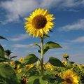 How To Save Sunflower Seeds To Plant Next Year