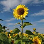 How To Save Sunflower Seeds To Plant Next Year