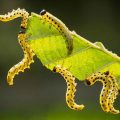 How To Stop Caterpillars From Eating Your Plants Naturally