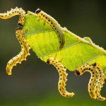 How To Stop Caterpillars From Eating Your Plants Naturally