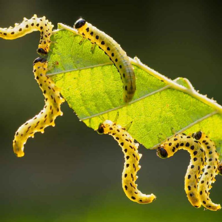 How To Stop Caterpillars From Eating Your Plants Naturally