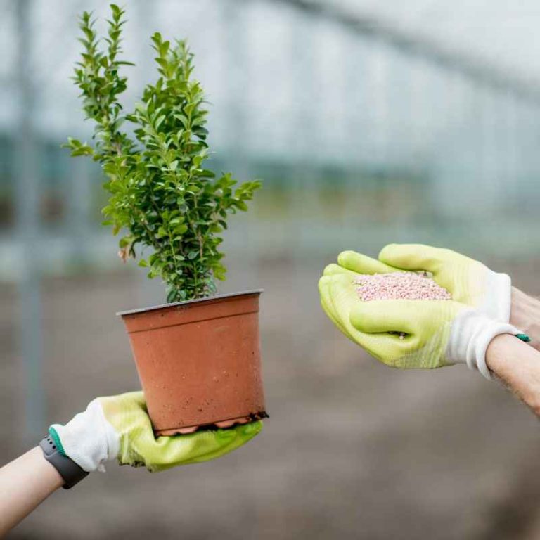 How To Use Bonsai Fertilizer Pellets By Perfect Plants