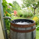 How To Use Rain Barrels To Water Vegetable Gardens Easily