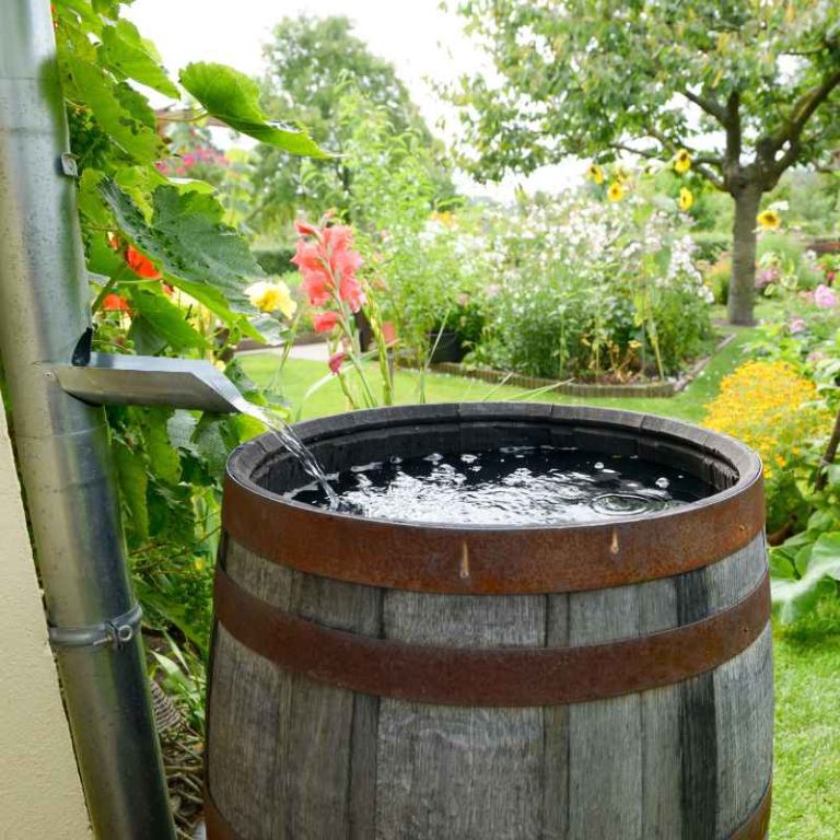 How To Use Rain Barrels To Water Vegetable Gardens Easily