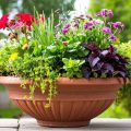 How To Use Southern Living Plants In Container Gardening