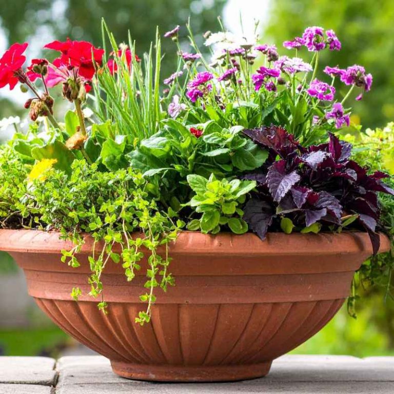 How To Use Southern Living Plants In Container Gardening