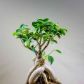 Light Requirements For Ginseng Grafted Ficus Bonsai Explained