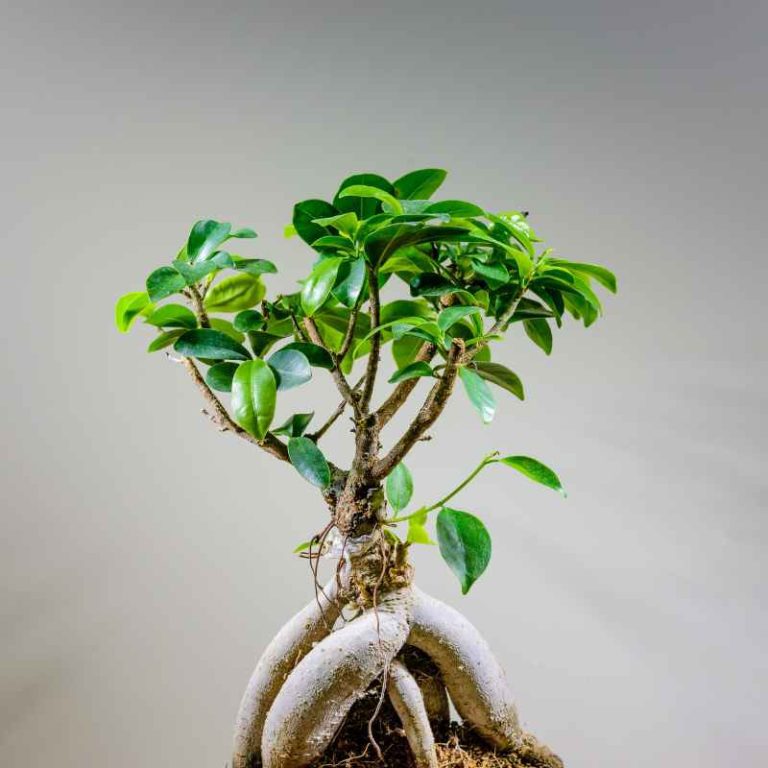 Light Requirements For Ginseng Grafted Ficus Bonsai Explained